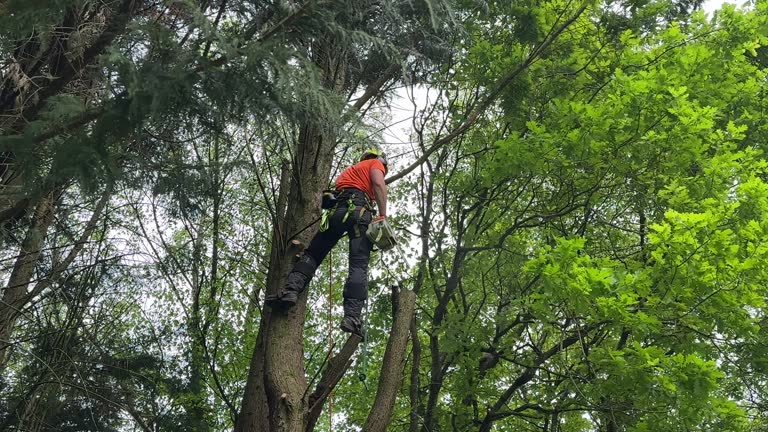 Why Choose Our Tree Removal Services in Dunlap, IN?