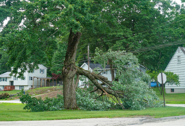 Professional Tree Services in Dunlap, IN