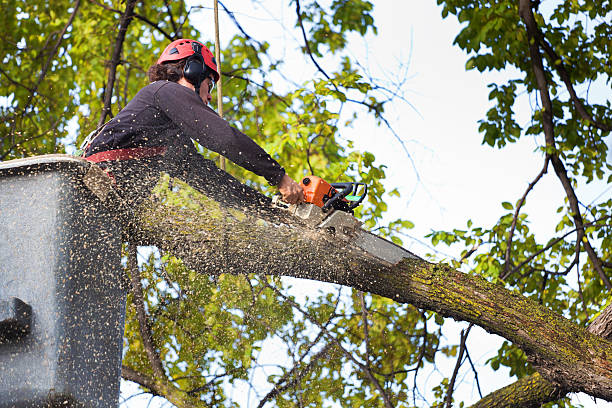 Seasonal Cleanup in Dunlap, IN